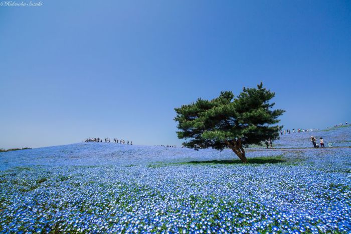 В мае в японском национальном парке Хитачи расцветает более 4,5 миллионов немофил.