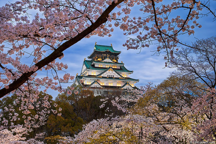 Замок и сакура - главные символы Японии.