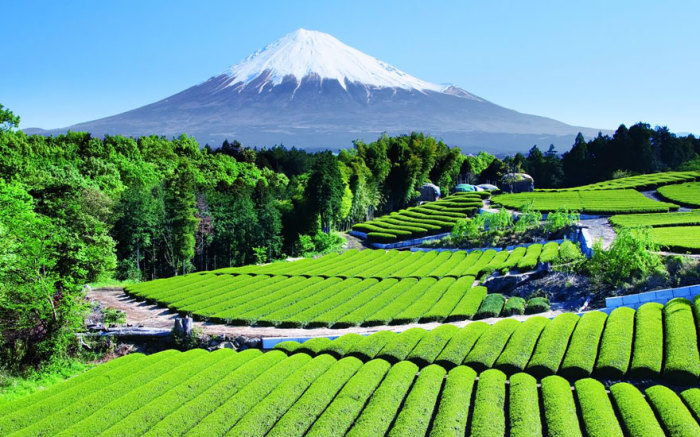 Зеленый чай неотъемлемая часть японской культуры.