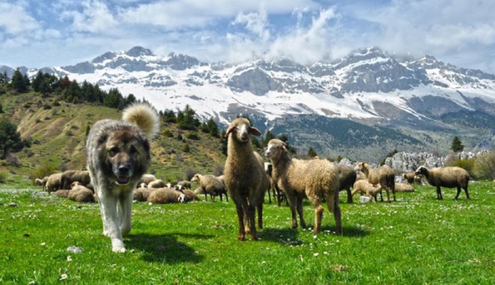 Кавказская овчарка незаменима в горах, где есть и волки, и медведи.
