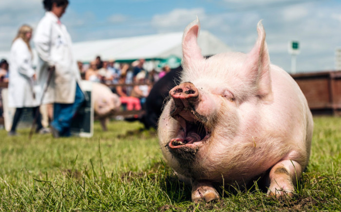 Одна из участниц традиционного соревнования «Человек и его свинья», Йоркшир, Англия.