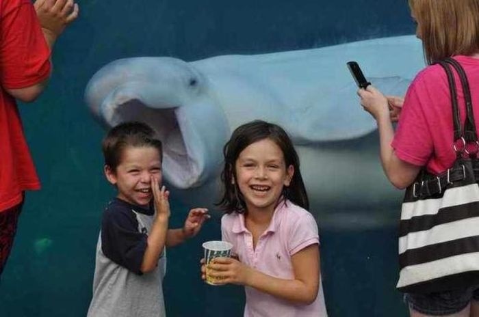 Дельфинчик не прочь полакомиться маленькими детишками.