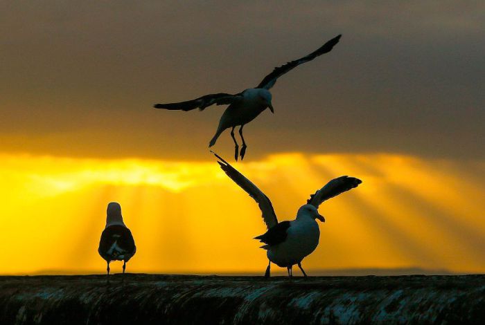 Чайки в Кейптауне, Южная Африка. Фото Nic Bothma.