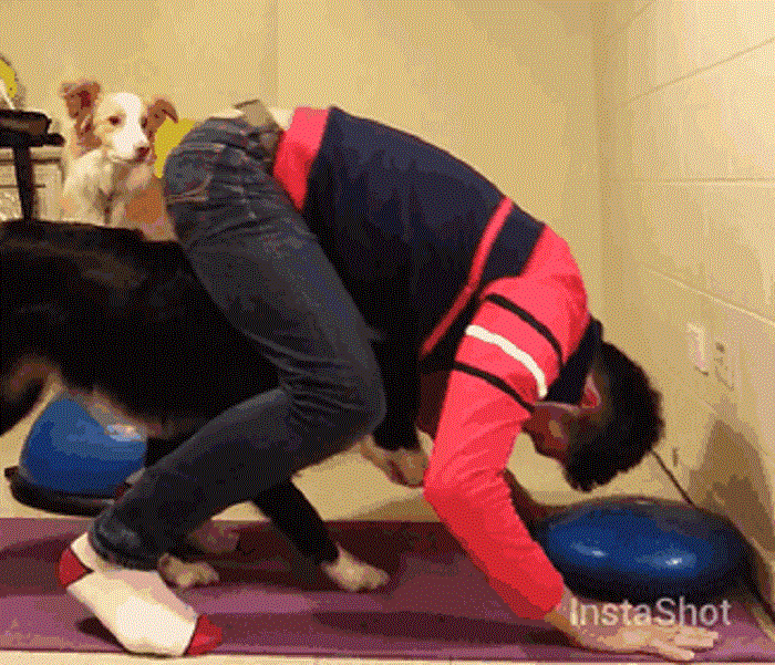 Пес помогает хозяину принять стойку на голове.