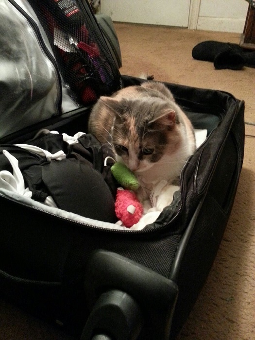 Я заметил, что ты не упаковал мои игрушки, так что я решил помочь тебе.