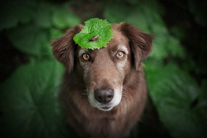 Энн Гейер начала фотографировать собак более 10 лет назад и за это время приобрела богатый опыт.