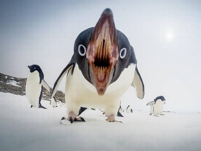Пингвин-попрошайка.