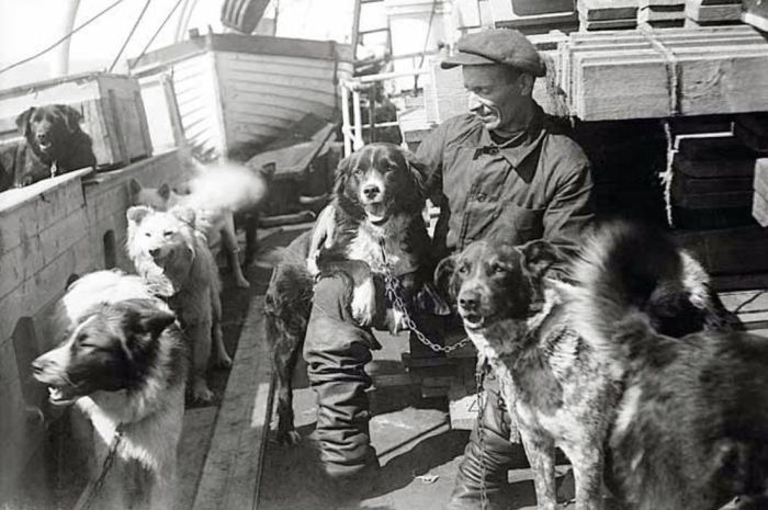 Надежный транспорт Арктики. На борту экспедиционного судна, 1930 года.