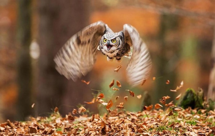 Устрашающая сова в осеннем лесу.