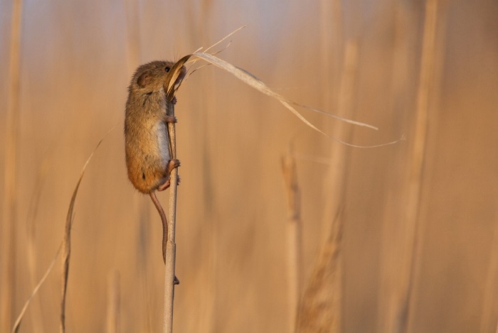 Мышь запасается зерном.