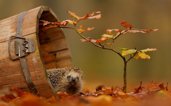 Ежик выглядывает из деревянного ведерка, а вокруг разноцветная осенняя листва.