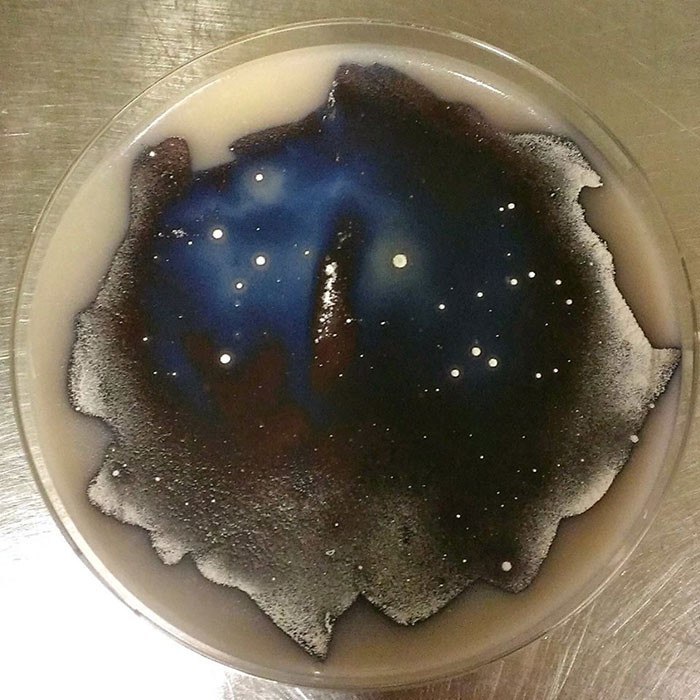 Цветное изображение из невидимых бактерий.
