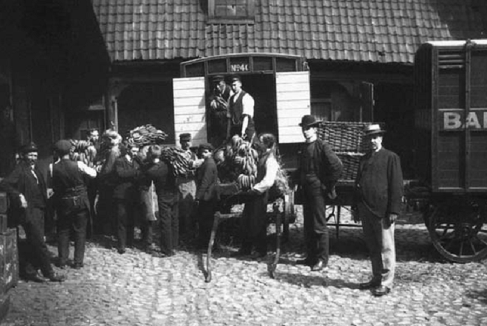 В Норвегию прибыла первая в истории партия бананов. 1905 год.