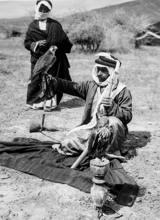 Любимый вид охоты бедуинов — это охота с обученными соколами.