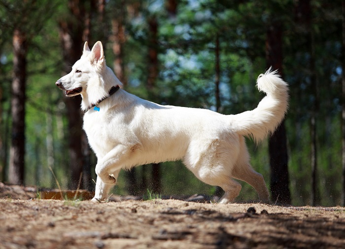 Очаровательные собаки разных пород, отличительная особенность которых –  белоснежный окрас (19 фото)