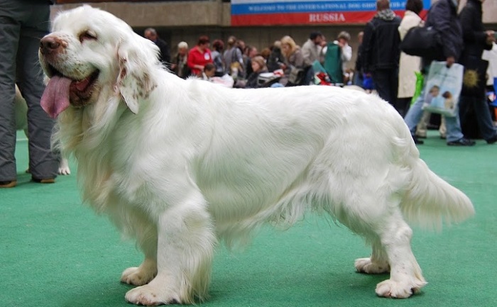 Собаки этой редкой породы получили особую популярность среди английской аристократии. /Фото: i.ytimg.com