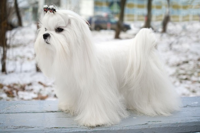 Порода белых пушистых собак фото с названиями
