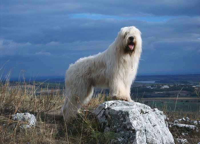 Собаки с длинной белой шерстью напоминают огромных болонок, но представители этой пастушьей породы отличаются агрессивностью и свирепостью. /Фото: dog.dn.ua