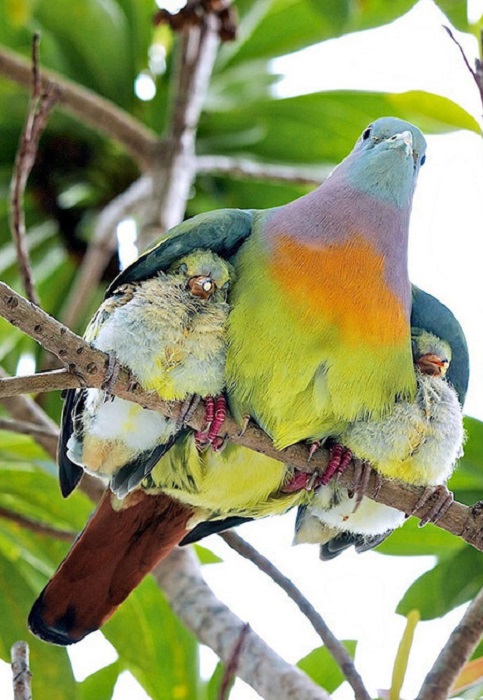 Два птенчика под крыльями матери.