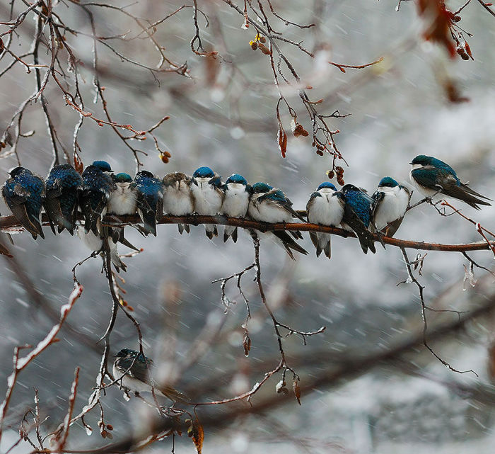 Птицы, мёрзнущие на ветке.