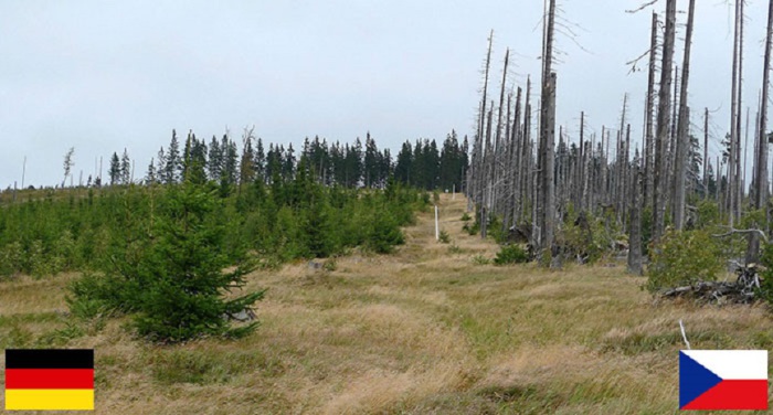 Граница между Германией и Чехией обозначена ещё и разным отношением к древесным вредителям-короедам.