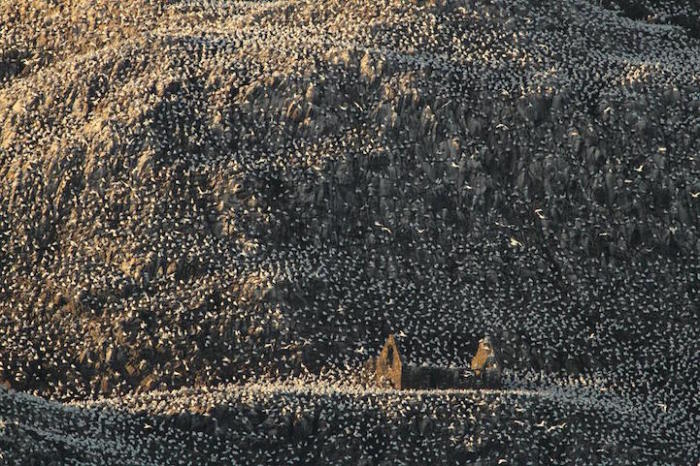 Птицы на Басс - острове-скале вулканического происхождения в Шотландии.Победитель в категории «Документалистика». Автор фотографии: Charles Everitt.