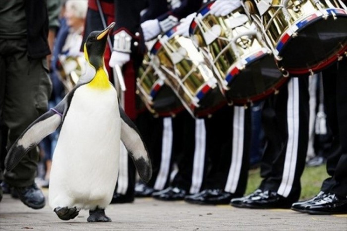 Норвежская королевская гвардия произвела в рыцари пингвина Нильса Олафа, жителя Эдинбургского зоопарка.
