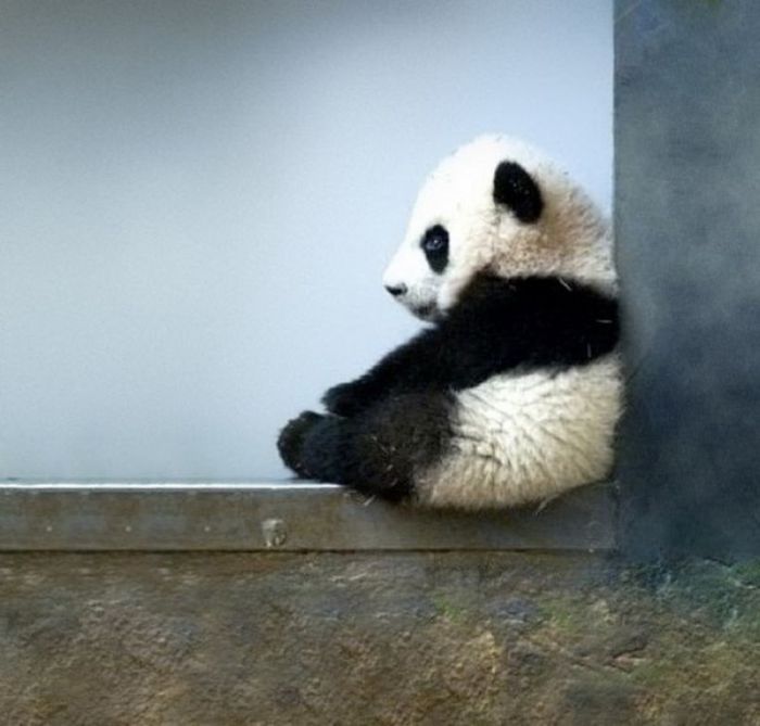 В Китае за убийство панды преступник карается смертью.