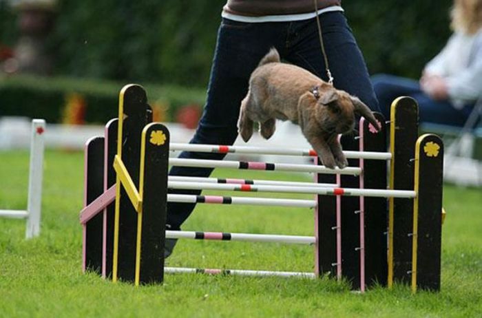 Соревнования в прыжках для кроликов в Швеции.