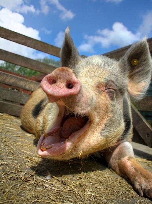 У свиней оргазм длится 30 минут.