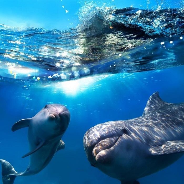 Дельфины дают друг другу имена.