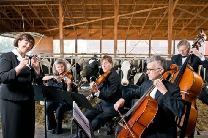 Учеными доказано, что коровы приносят больше молока, когда слушают успокаивающую музыку.