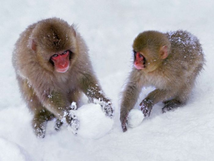 Японские макаки любят забавляться игрой в снежки.