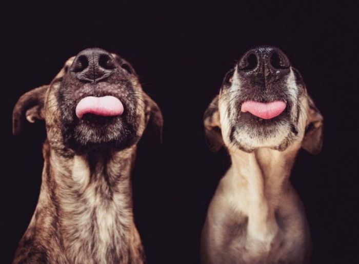 Отпечатки носов собак неповторимы и могут быть использованы для идентификации животных.
