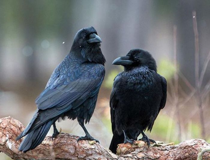 Вороны так сообразительны, что могут даже подшучивать друг над другом.