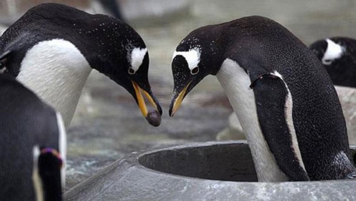 Пингвин делает предложение избраннице сердца, преподнося ей камешек гальки.