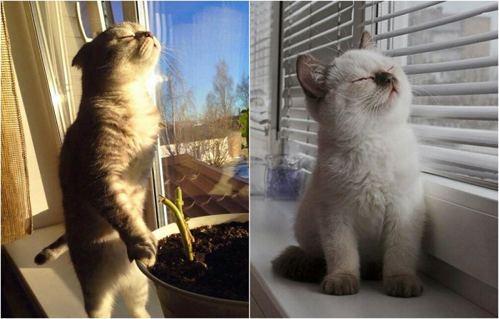 Кошки, которые обожают солнечный свет.