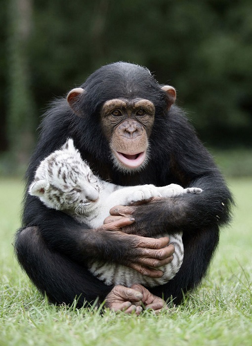 Шимпанзе подарила материнскую любовь детенышу белого тигра.