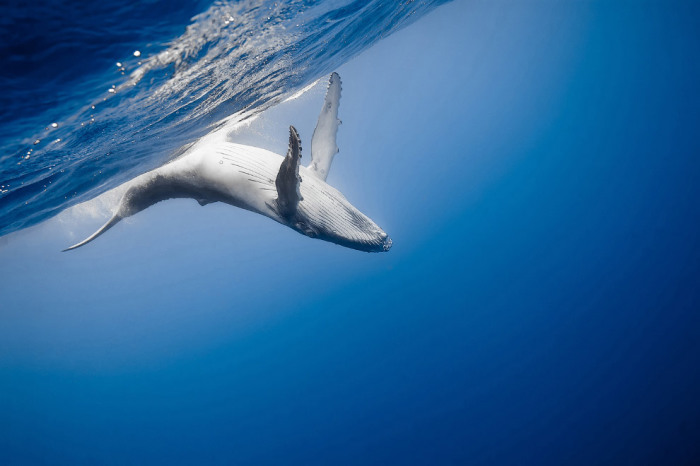 Из всех китов это самый игривый и легконравный, всегда окружённый весёлыми брызгами и белой пеной. Фотограф Марк Хенойер (Marc Henauer).