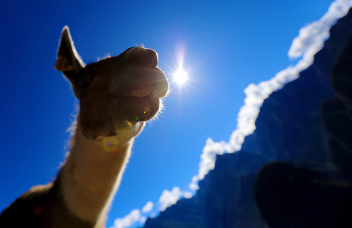 Дружелюбная лама в Мачу-Пикчу. Фотограф Рилей Аронсон (Riley Aronson).