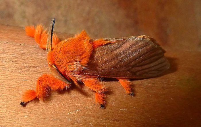 Необычный вид бабочки-моли обитает в Мексике.
