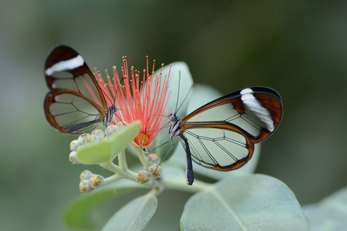 Удивительный вид бабочек с прозрачными крылышками. Эффект прозрачности возникает из-за нехватки цветных чешуек на крыльях насекомого.