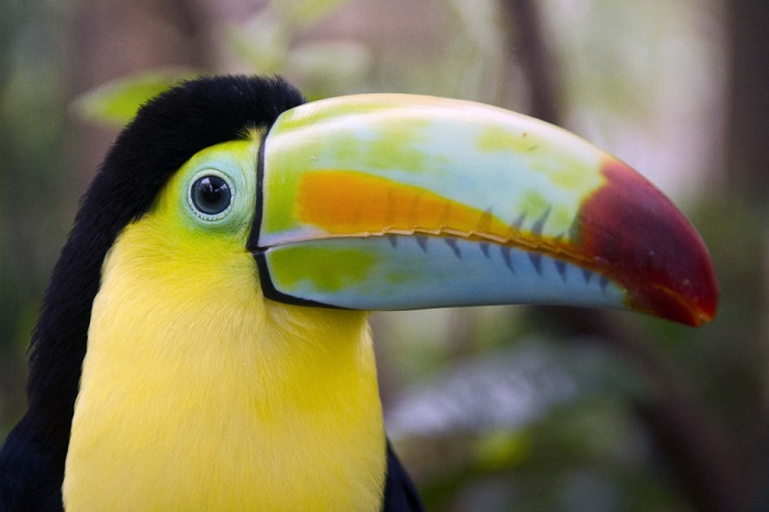 Животные Коста-Рики.