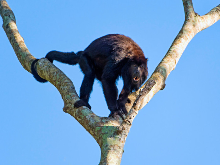 Примат из семейства паукообразных обезьян, рёв которых слышен на расстоянии до 3 км.