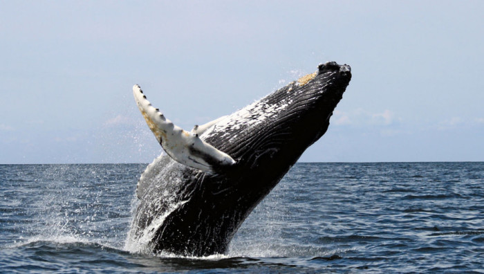 Один из самых энергичных среди больших китов, горбатый кит хорошо известен эффектными зрелищами выпрыгивания из воды.