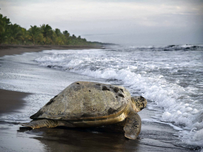 Каждый год тысячи морских черепах приплывают на Карибское побережье Коста-Рики для того, чтобы отложить там яйца.