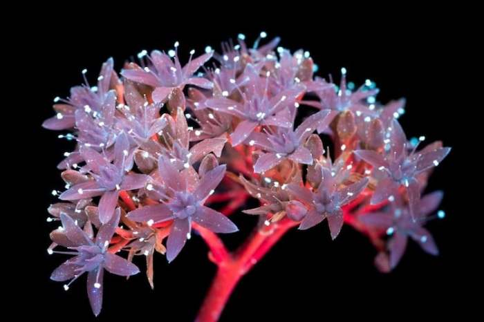 Ультрафиолетовая видимая флуоресценция цветков суккулента.