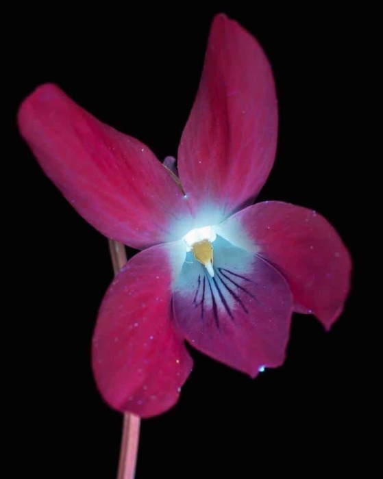 Фиолетовый цветок в ультрафиолетовом излучении.