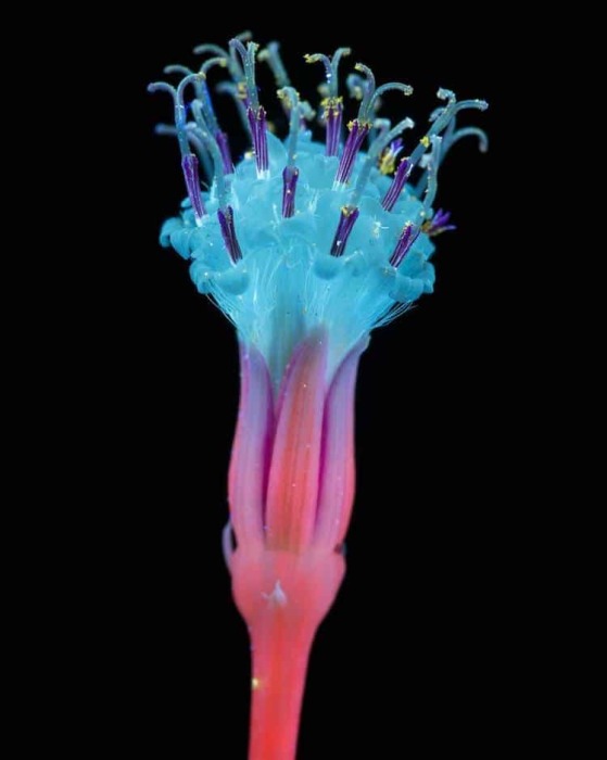 Трубчатый цветок напоминает растение с вымышленной планеты Пандора из фильма «Аватар».