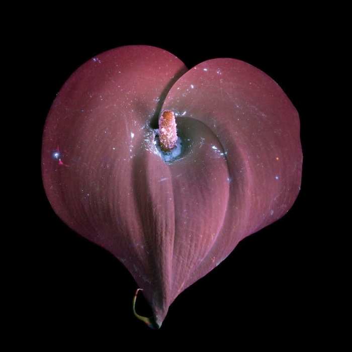 Уникальное цветочное сердце.